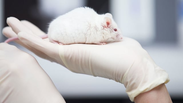 Eine weisse Maus sitzt auf einer Hand mit Medizinhandschuh. Eine weisse Maus sitzt auf einer Hand mit Medizinhandschuh.