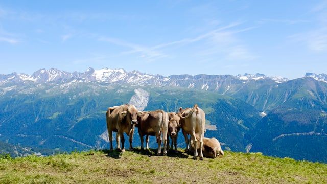 Kühe auf der Oberwalliser Fiescheralp Kühe auf der Oberwalliser Fiescheralp