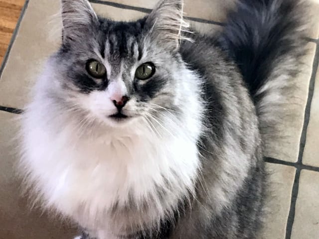 Edler grauweisser Kater mit weichem Fell.