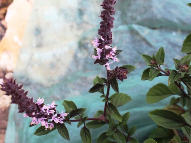 Basilikum mit violetten Blütenrispen.