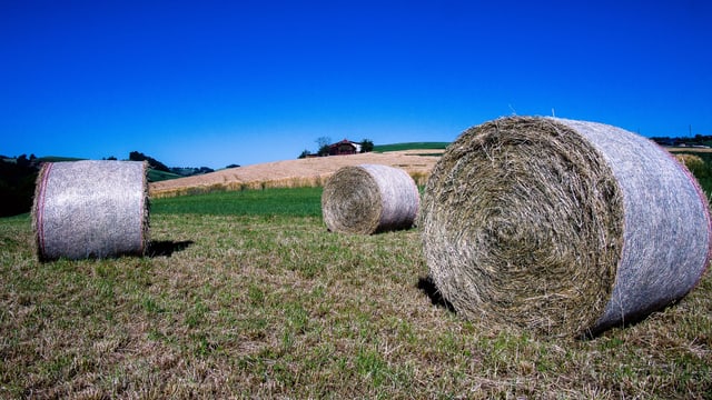 Heuballen lagern zum Trocknen. Heuballen lagern zum Trocknen.