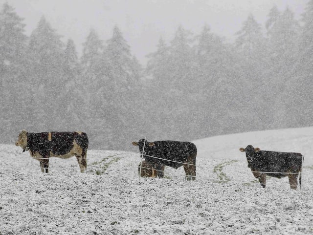 Kühe bei Schneefall auf einer Weide Kühe bei Schneefall auf einer Weide