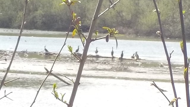 Reiher in der Ferne. Reiher in der Ferne.