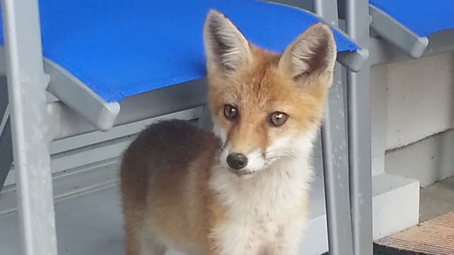 Kleiner Fuchs. Kleiner Fuchs.