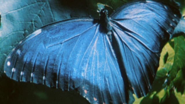 Wunder der Natur Wunder der Natur