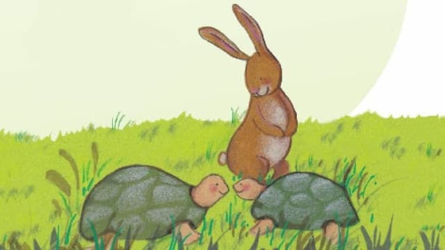 Doppelhas mit Schildkröten Doppelhas mit Schildkröten
