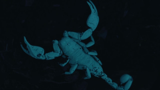 Ein Skorpion stahl in bläulichem Licht, da man ihn im Dunkeln mit UV-Licht beleuchtet. Ein Skorpion stahl in bläulichem Licht, da man ihn im Dunkeln mit UV-Licht beleuchtet.