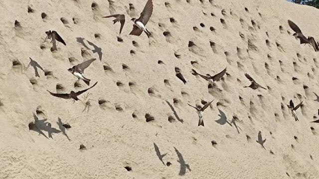 Schwalben fleiegen vor Sandmauer mit Löchern.