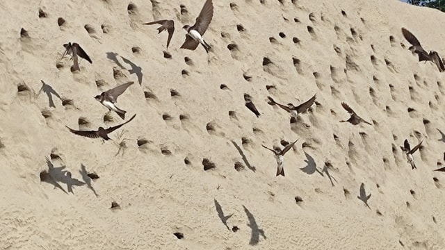 Schwalben fleiegen vor Sandmauer mit Löchern. Schwalben fleiegen vor Sandmauer mit Löchern.