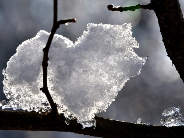 EIn Stück Schnee auf einem Ast in Herzform.