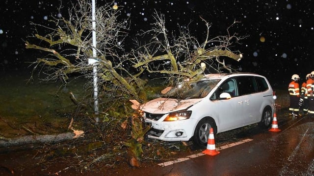 Baum liegt auf einem Auto Baum liegt auf einem Auto