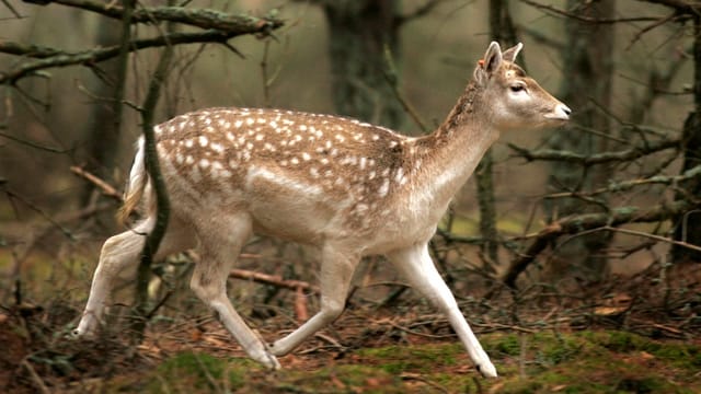 Reh im Wald. Reh im Wald.