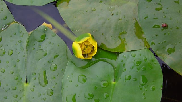 Eine Kleine Teichrose. Eine Kleine Teichrose.