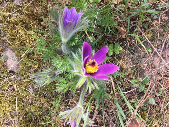 Eine pelzige Blume mit dem Namen Kuhschelle