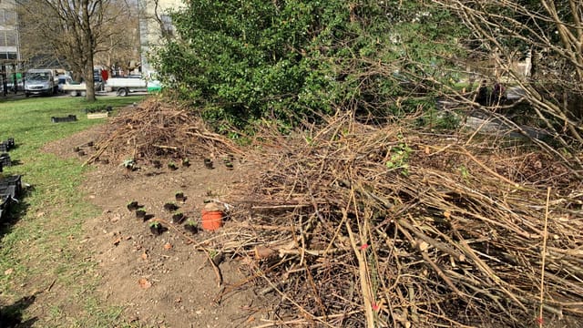 Asthaufen sollen Tieren im Botanischen Garten Unterschlupf und Lebensraum bieten. Asthaufen sollen Tieren im Botanischen Garten Unterschlupf und Lebensraum bieten.
