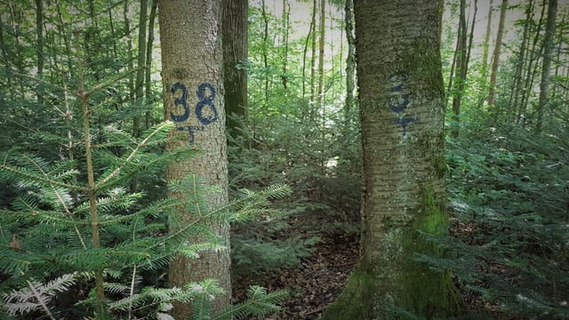 Nummerierte Bäume im Wald Nummerierte Bäume im Wald