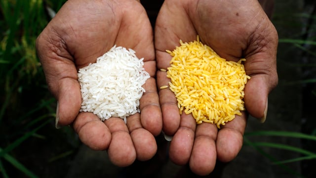 Ein Forscher zeigt herkömmlichen und «Golden Rice» am Internationalen Reisforschungs-Institut auf den Philippinen.
