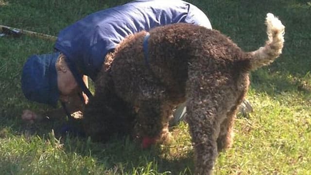 Trüffelhund Giano Trüffelhund Giano