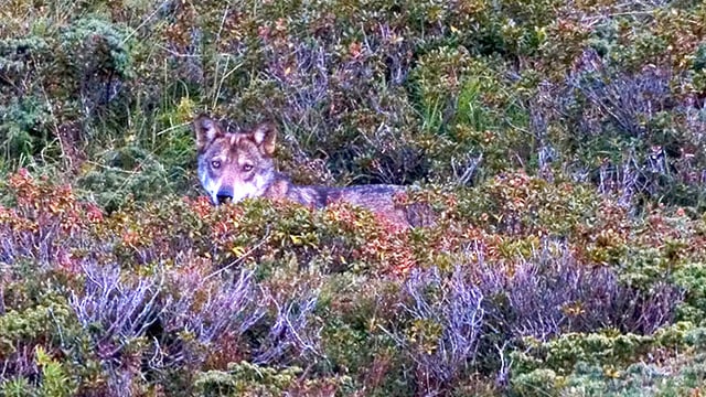 Wolf schaut aus Büschen hervor Wolf schaut aus Büschen hervor
