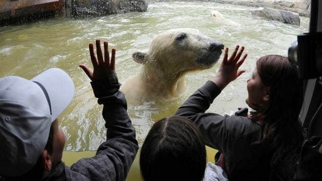 Besucher eines Zoos schauen durch eine Glasscheibe auf einen Eisbär, der im Wasser schwimmt. Besucher eines Zoos schauen durch eine Glasscheibe auf einen Eisbär, der im Wasser schwimmt.