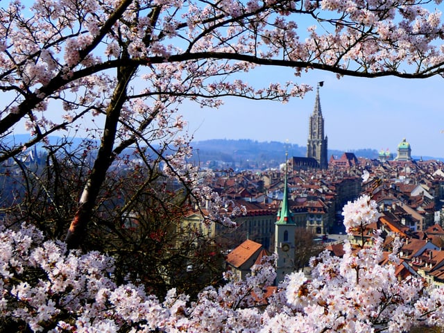 Die Dächer und Türme der Stadt sind zwischen blühenden Bäumen hindurch zu erkennen. Es herrscht sonniges Wetter.