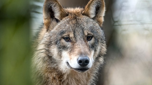 Wolf Wolf