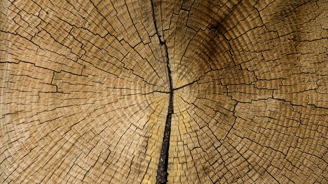 Nahansicht von Ringen eines Baumstammes. Nahansicht von Ringen eines Baumstammes.