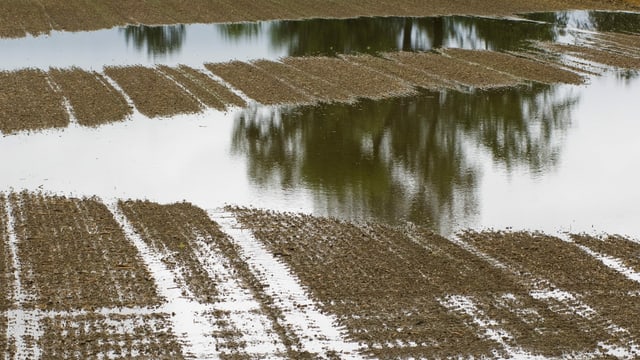 Überschwemmtes Feld Überschwemmtes Feld
