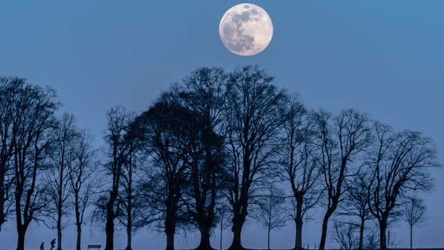 Der Vollmond über den Baumwipfeln. Der Vollmond über den Baumwipfeln.