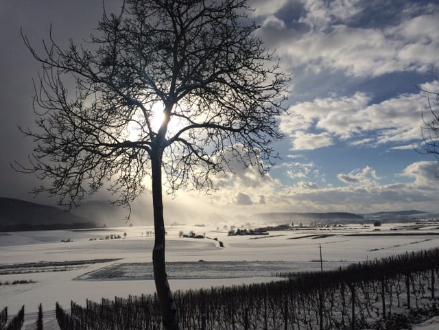 Verschneite Landschaft mit Baum im Vordergrund und Feldern und Hügeln dahinter.