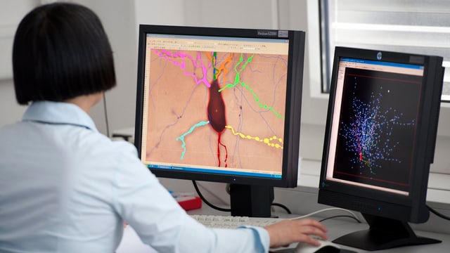 Eine Forscherin der ETH Lausanne bei der Arbeit an dreidimensionalen Animationen von Neuronen des menschlichen Gehirns.