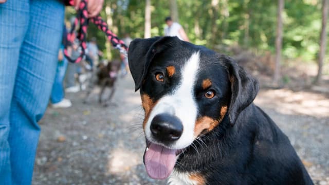 Ein Hund an der Leine schaut hechelnd in die Kamera Ein Hund an der Leine schaut hechelnd in die Kamera