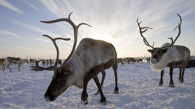 Eine Rentierherde bei klarem Winterwetter in der verschneiten sibirischenTaiga. Eine Rentierherde bei klarem Winterwetter in der verschneiten sibirischenTaiga.