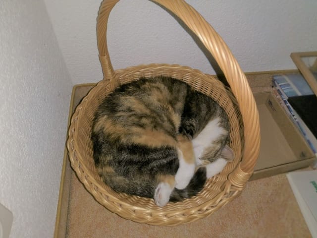 Eine Katze liegt im Korb.