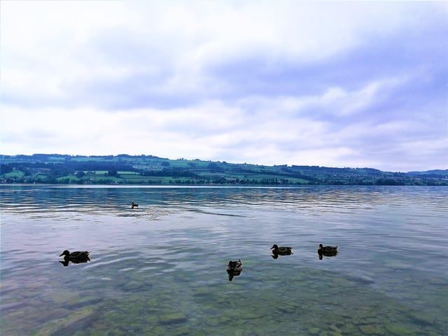 Fünf Enten auf dem Sempachersee/LU bei Hochnebelgrau.
