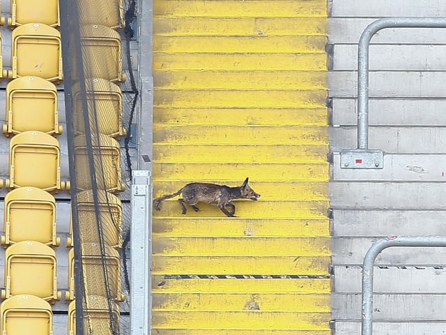 Fuchs im Stadion in Dresden