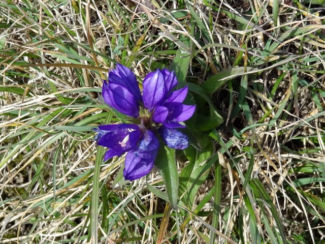 Ein wunderschöne Blüte im trockenen Gras.
