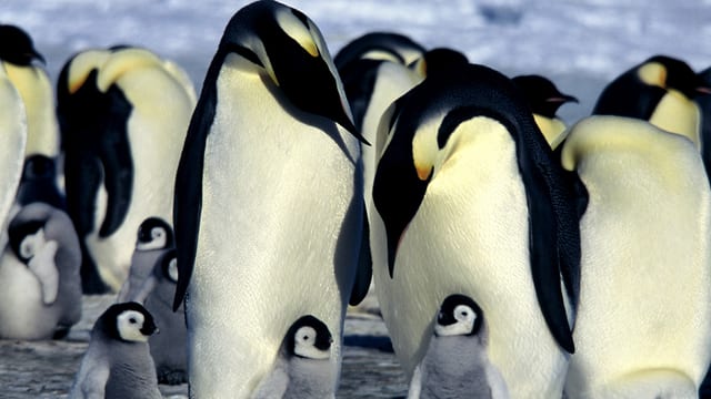 Pinguine in der Antarktis Pinguine in der Antarktis