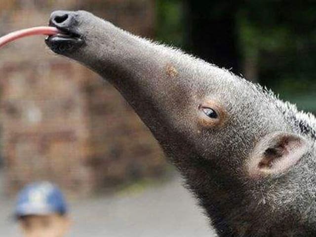 Ameisenbär