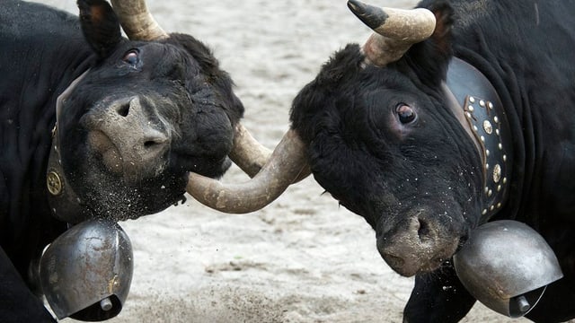 Cobra (rechts), die neue Eringer-Königin im Zweikampf mit Pandore Cobra (rechts), die neue Eringer-Königin im Zweikampf mit Pandore