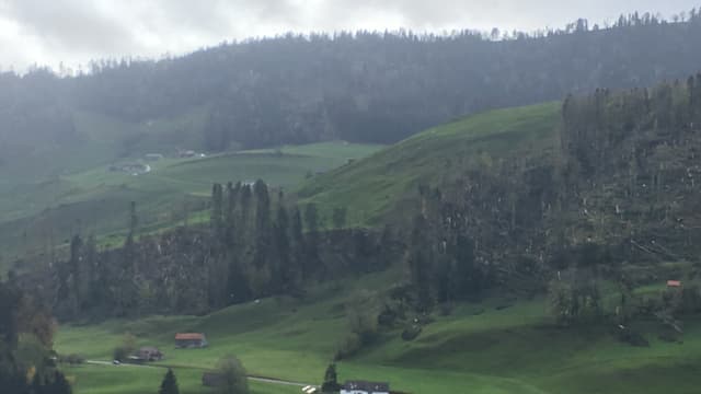 Eine Waldparzelle mit mehreren umgestürzten Bäumen. Eine Waldparzelle mit mehreren umgestürzten Bäumen.