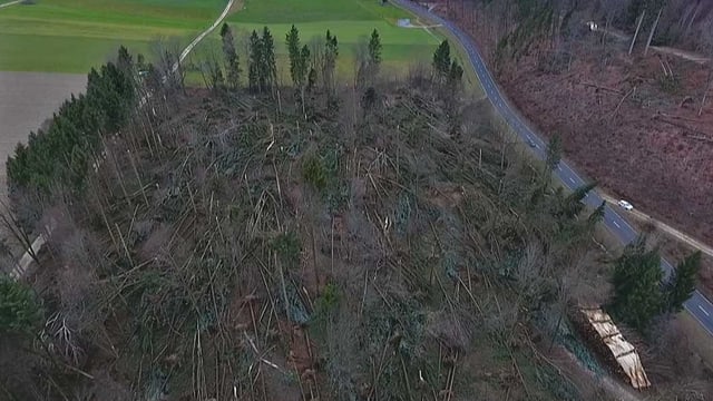 Luftaufnahme von einem Waldstück mit umgestürzten Bäumen. Luftaufnahme von einem Waldstück mit umgestürzten Bäumen.