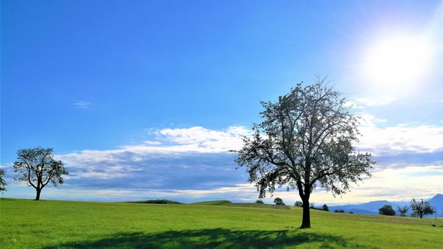 Sonne am Himmel. Baum auf Wiese. Sonne am Himmel. Baum auf Wiese.