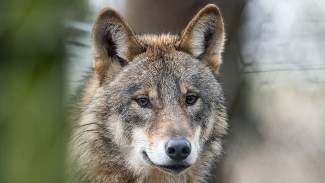 Wolf Wolf