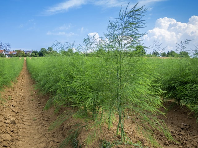 Grüne Büsche in Reihe auf einem Feld. Grüne Büsche in Reihe auf einem Feld.