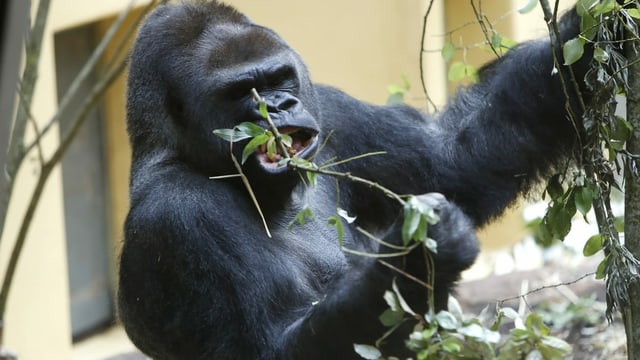 Gorilla Gorilla