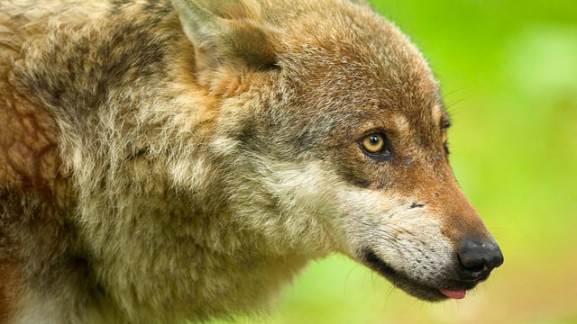 Wolf, der verängstigt aussieht Wolf, der verängstigt aussieht