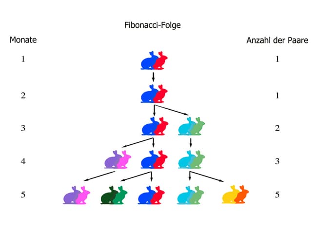 Fibonacci Hasen Fibonacci Hasen