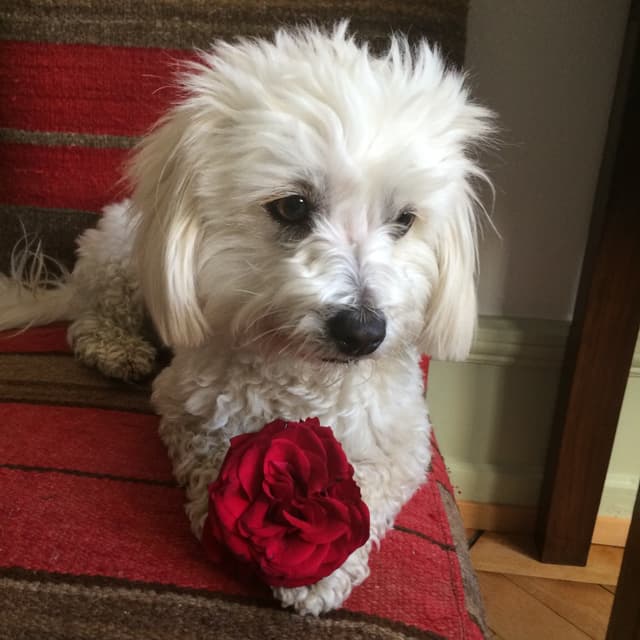 Hund Godeli Hund Godeli
