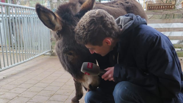 Ein Esel und ein Reporter Ein Esel und ein Reporter